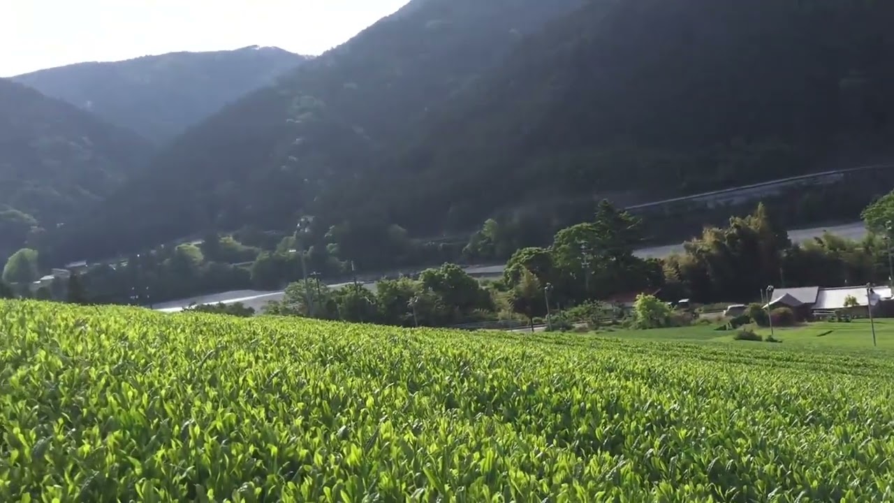 川根茶農家 高畑園ONLINE STORE