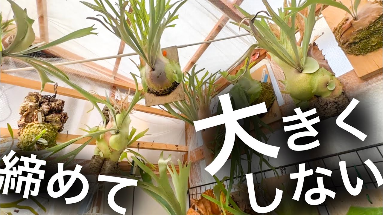 Growing tips] Recommendations for growing small, cool-looking