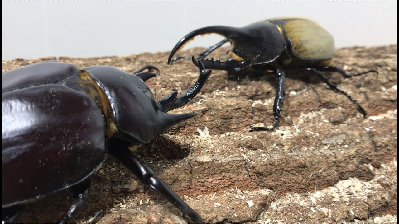 The heaviest beetle! Acteon the Elephant Beetle Super Heavy Trio