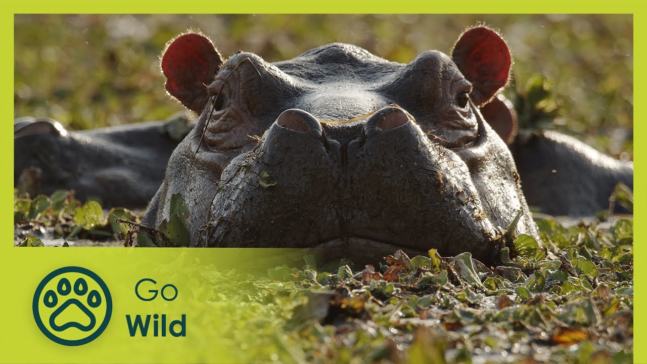 Island of the Hippos - Go Wild - YouTube