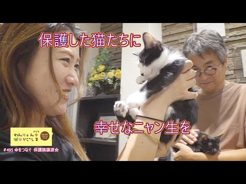 WanNyan Plus Kagoshima🐾] To save the lives of rescued cats - YouTube
