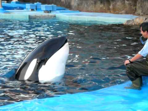名古屋港水族館 シャチのナミとイルカのルル - YouTube