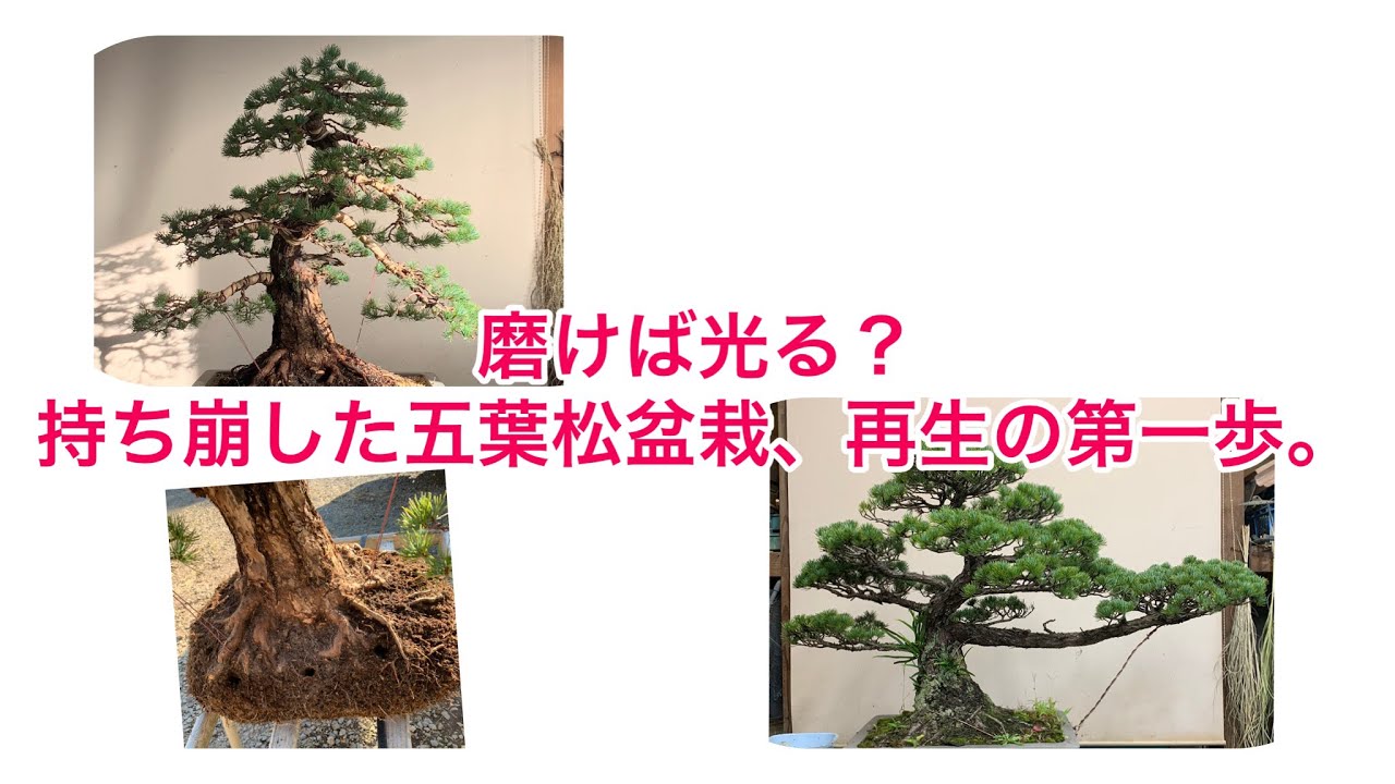 盆栽 五葉松 持ち崩した黒松台の古木を再生させます。#盆栽 #bonsai