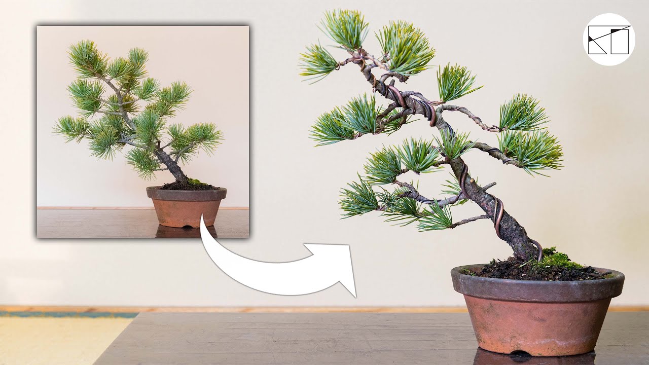 斜幹樹形をつくる 〜五葉松盆栽〜 - YouTube