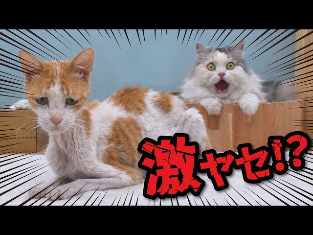 I weighed my cat for the first time in a while and was shocked