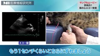 実戦的！猫の心エコー検査 | 医療情報研究所 DVD教材ストア