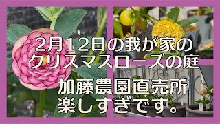 クリスマスローズの庭&加藤農園直売所楽しすぎです。 - YouTube