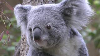 Koala (Higashiyama Zoo and Botanical Gardens, Aichi, Japan) April