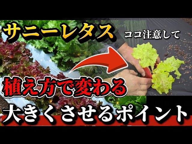 Sunny Lettuce] How you plant it will affect its early growth