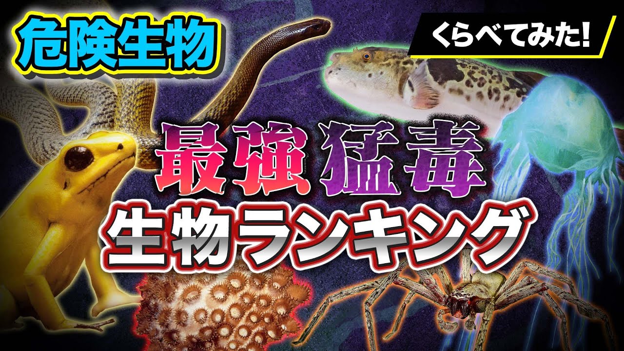 猛毒ランキング】世界で最も強い毒をもつ危険生物は!? - YouTube