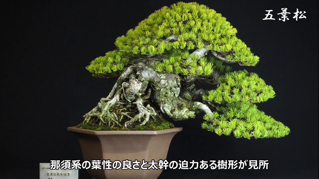 第93回 国風盆栽展 - YouTube