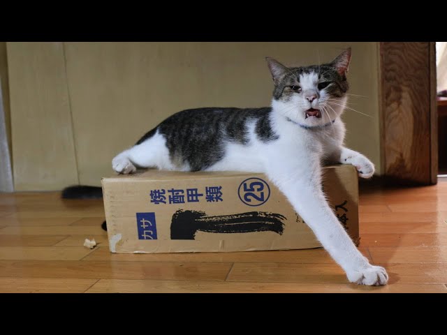 動く箱 box and cat 251125 - YouTube