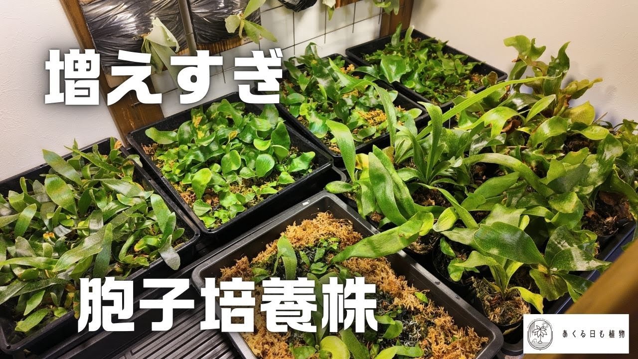 ビカクシダの胞子培養が楽しすぎるのが悪い - YouTube