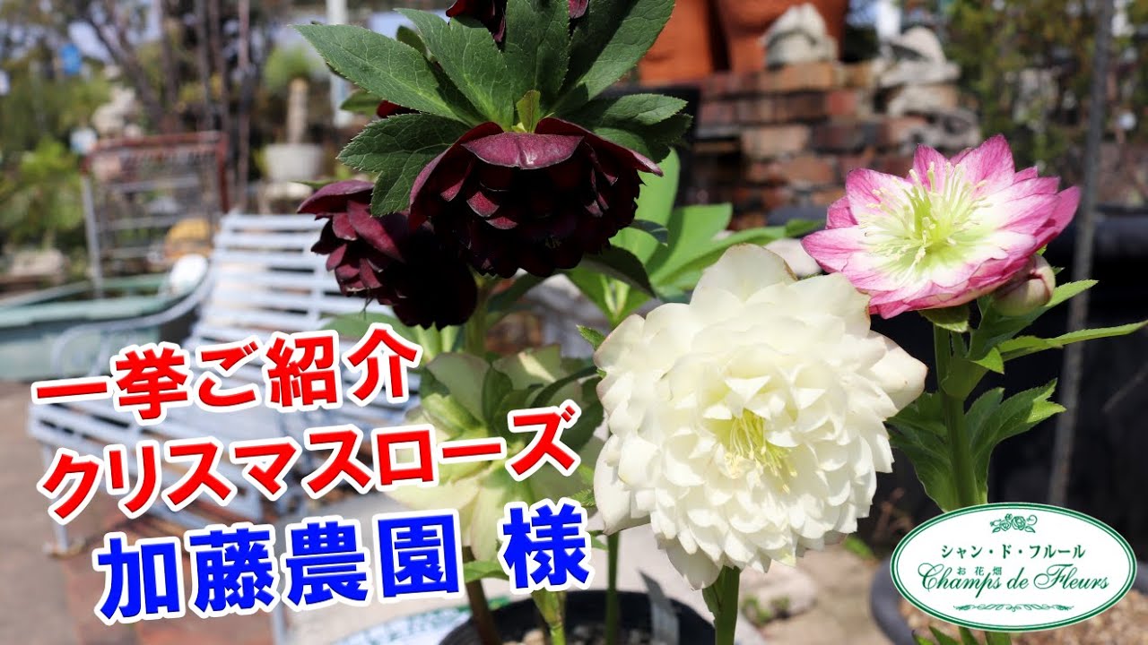 New Arrivals and Introductions] The Amazing Flower Colors of