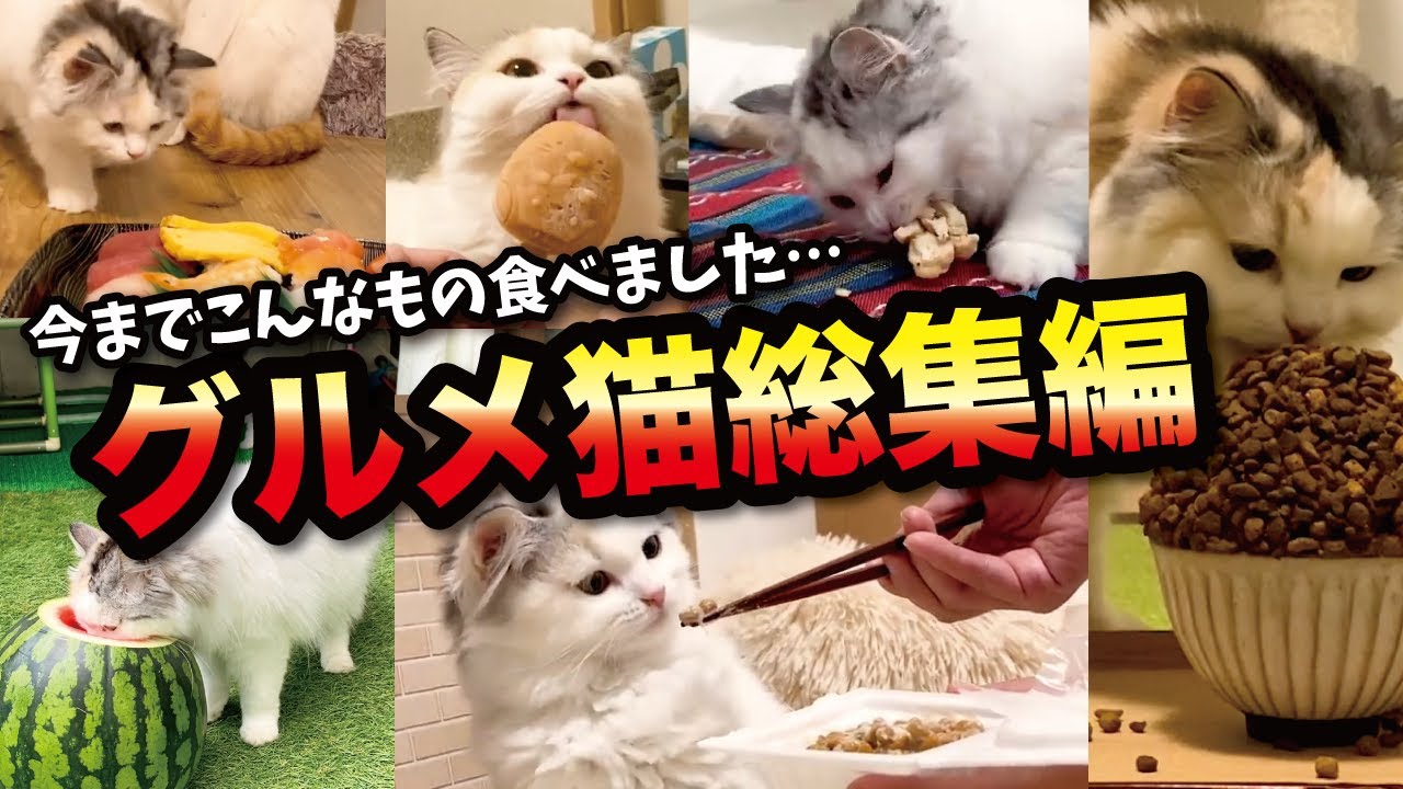 There's probably no other cat that eats so many different things