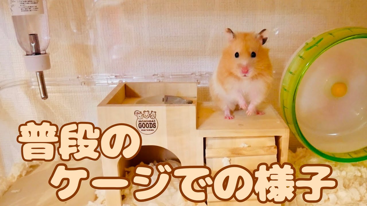 ハムスターの普段のケージでの様子【新しいケージ】＊ルーミィ60