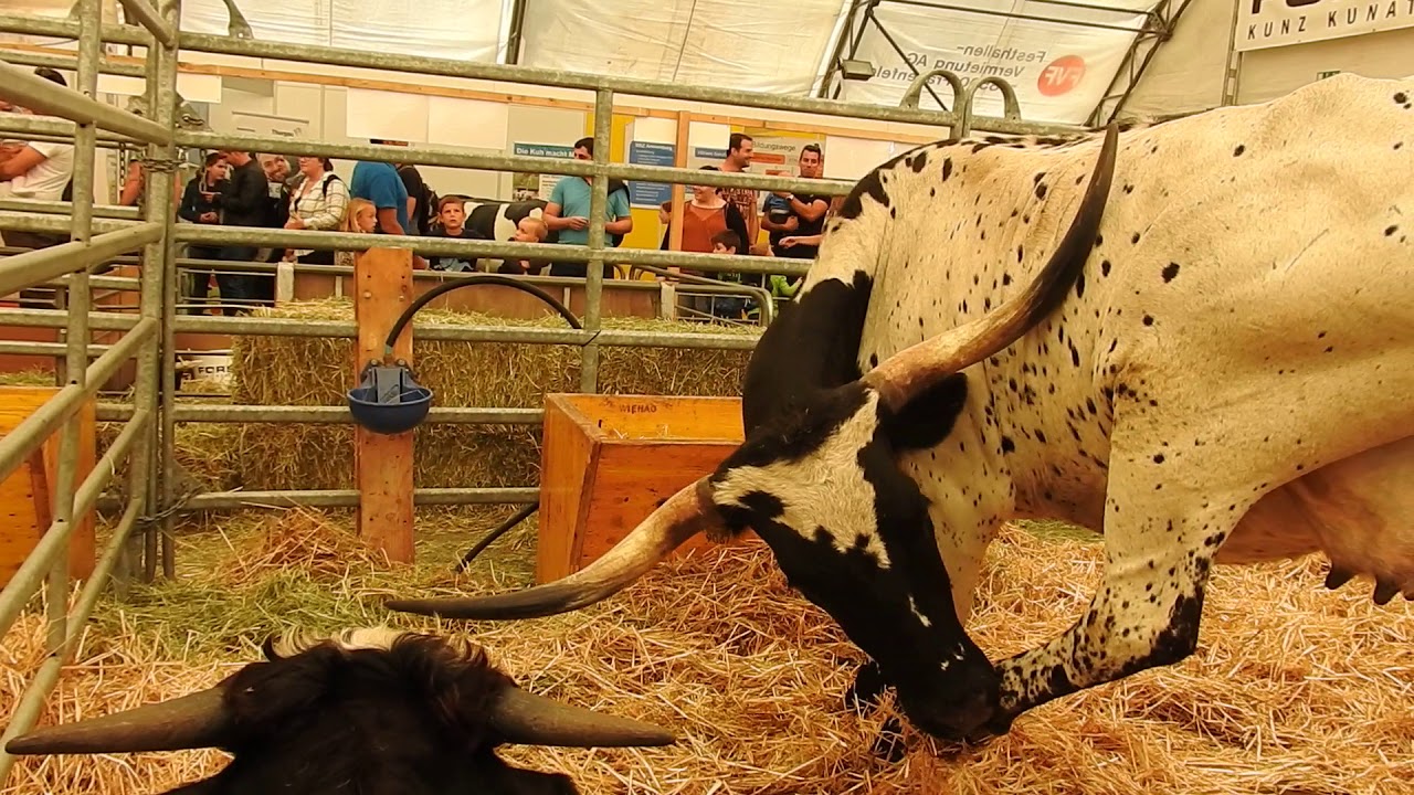 牛 テキサスロングホーンTexas longhorn 2018 0930 - YouTube