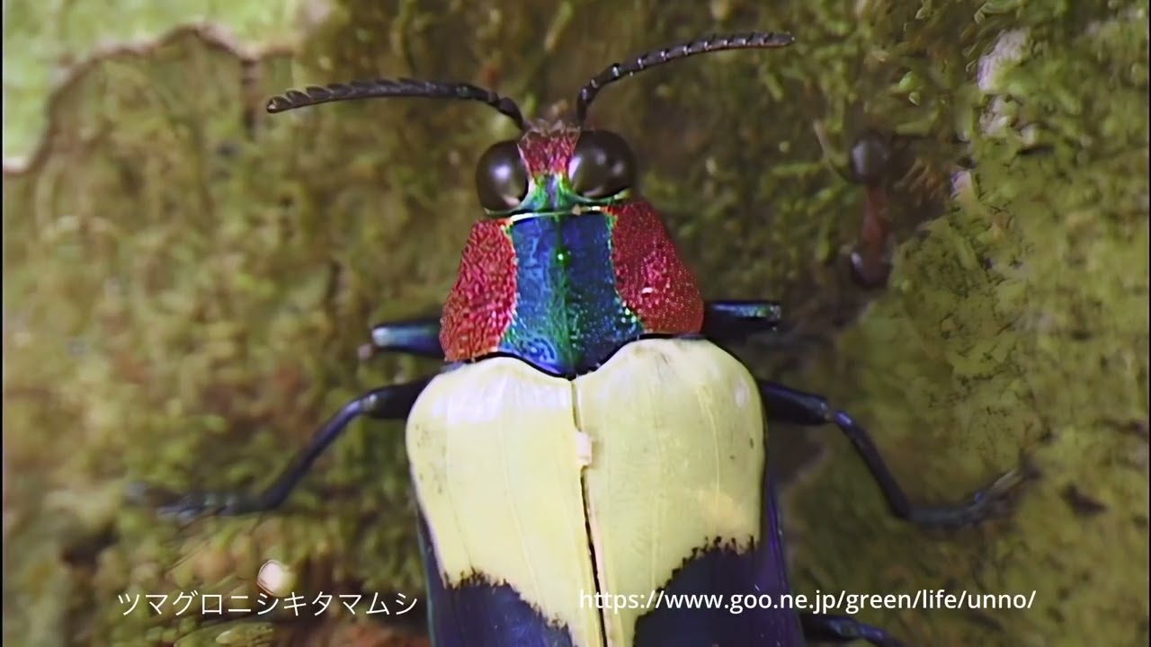 maxresdefault.jpg?sqp=-