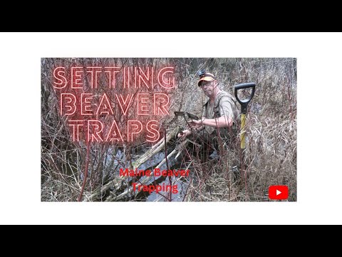 Setting Beaver Traps In Maine - YouTube