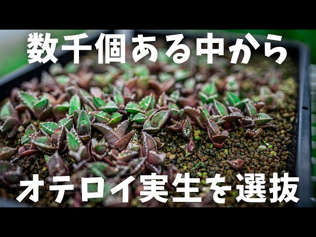 ⭐︎ オテロイ実生 選抜株 Brownie ⭐︎ オテロイ実生 選抜株 Brownie