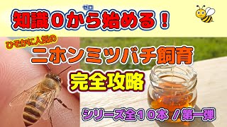 A must-see for beginners! A complete guide to Japanese honeybee