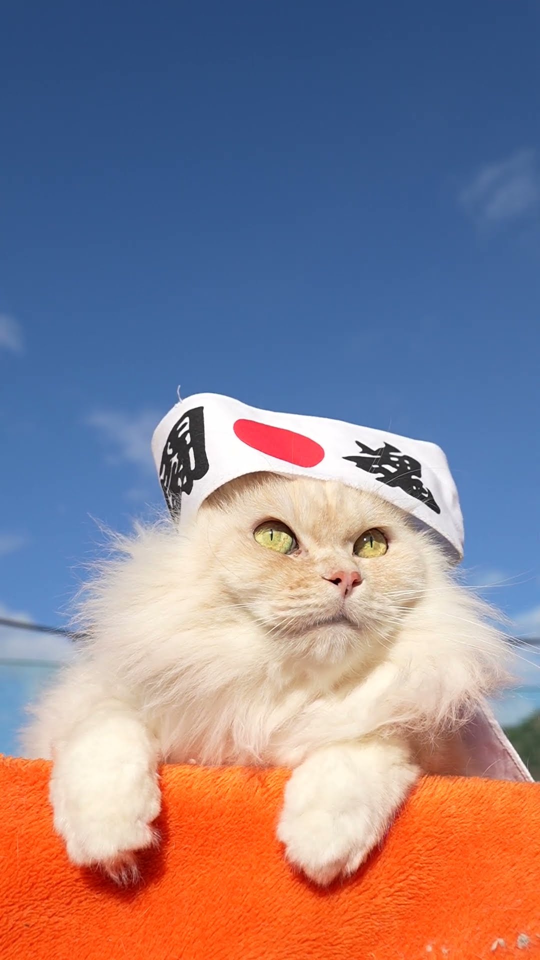 闘魂 のせ猫 260121 #のせ猫 #cat #cute #cutecat #pets #ネコ #funny