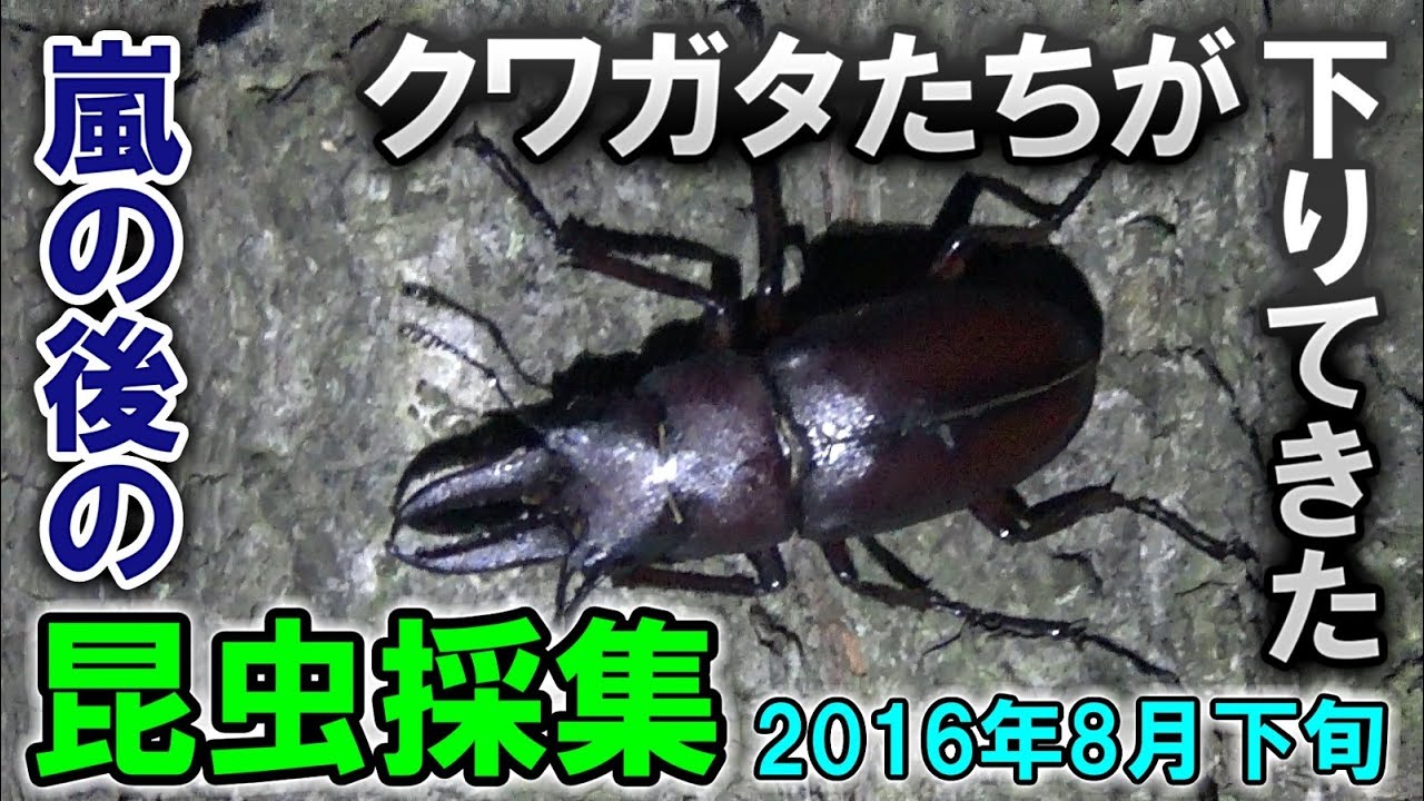 ☆昆虫採集☆虫取り網☆最長7m12cm クワガタムシ・カブトムシの