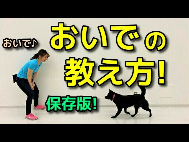 犬の待て】の教え方・しつけ方をドッグトレーナーが解説！（子犬/成犬