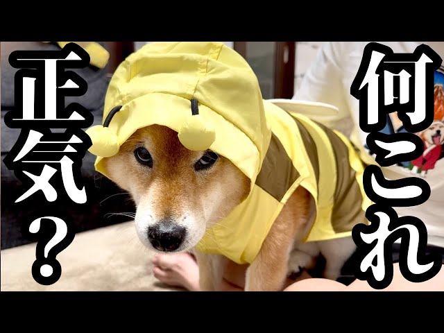 Furious] Taking my Shiba Inu for a walk was too hard - YouTube