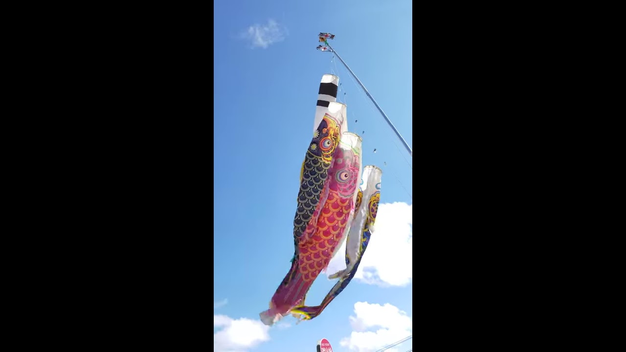 徳永こいのぼり 有職 江戸鯉 - YouTube