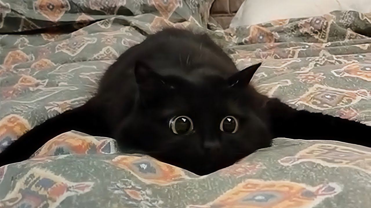 PPPメジャーデビューアルバム「ペパプ・イン・ザ・スカイ！」PV（け