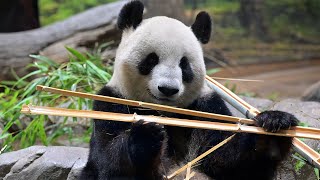 2023.07.22 今日のパンダ（3274日目）[8K] - YouTube