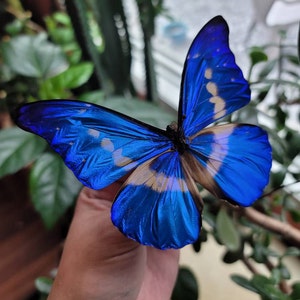 Morpho Rethenor Helena Peru (PE) - Wild Caught - Real Metallic
