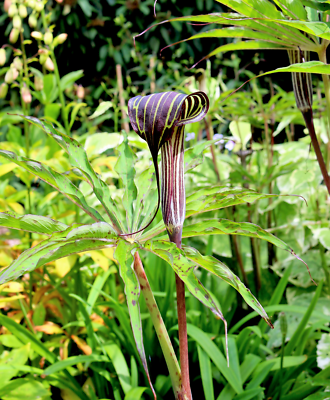 5 HIMALAYAN COBRA LILY Arisaema Consanguineum Asian Jack In Pulpit