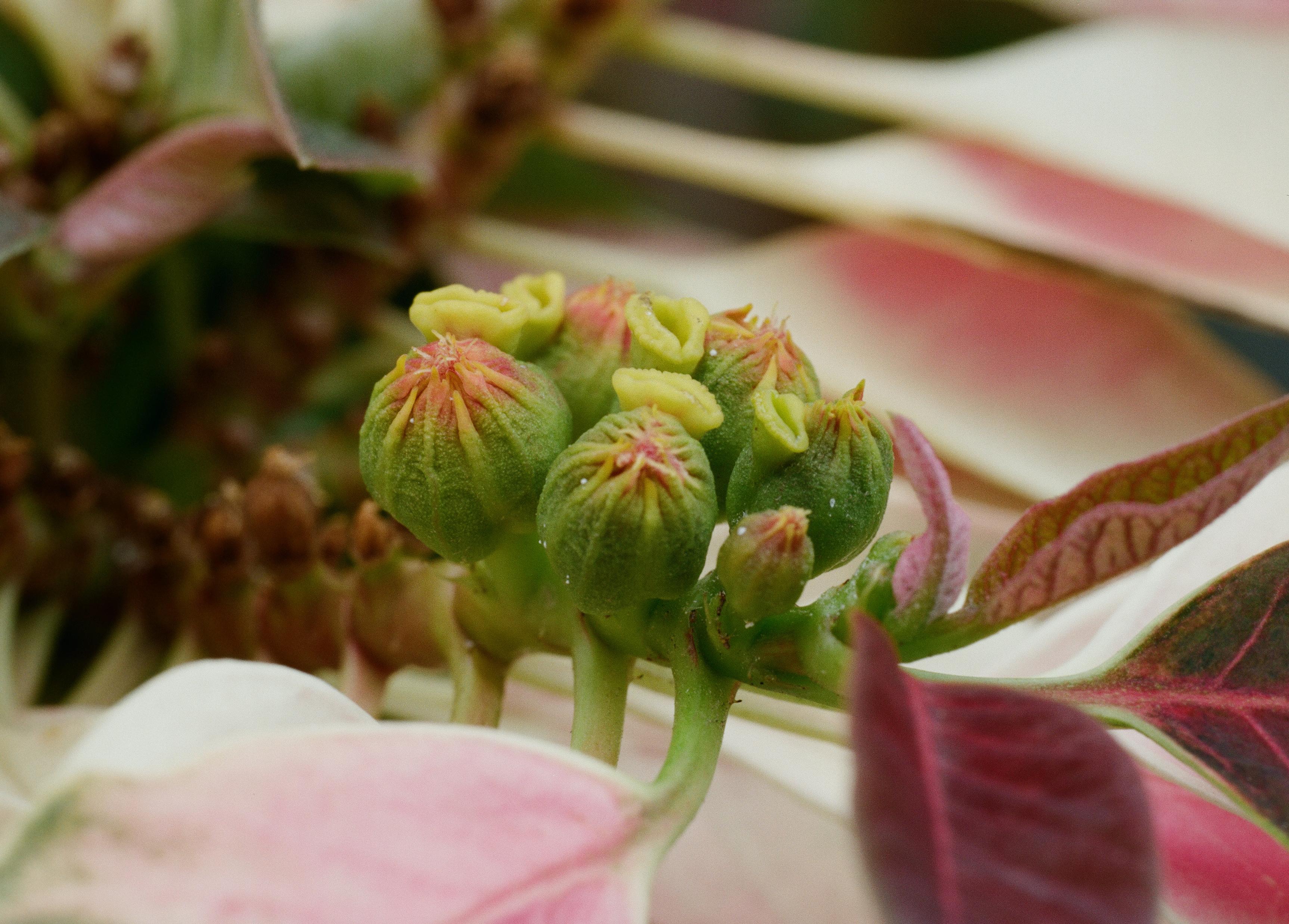 SMC Pentax-A 645 120mm F4 Macro Reviews - 645 Telephoto Primes