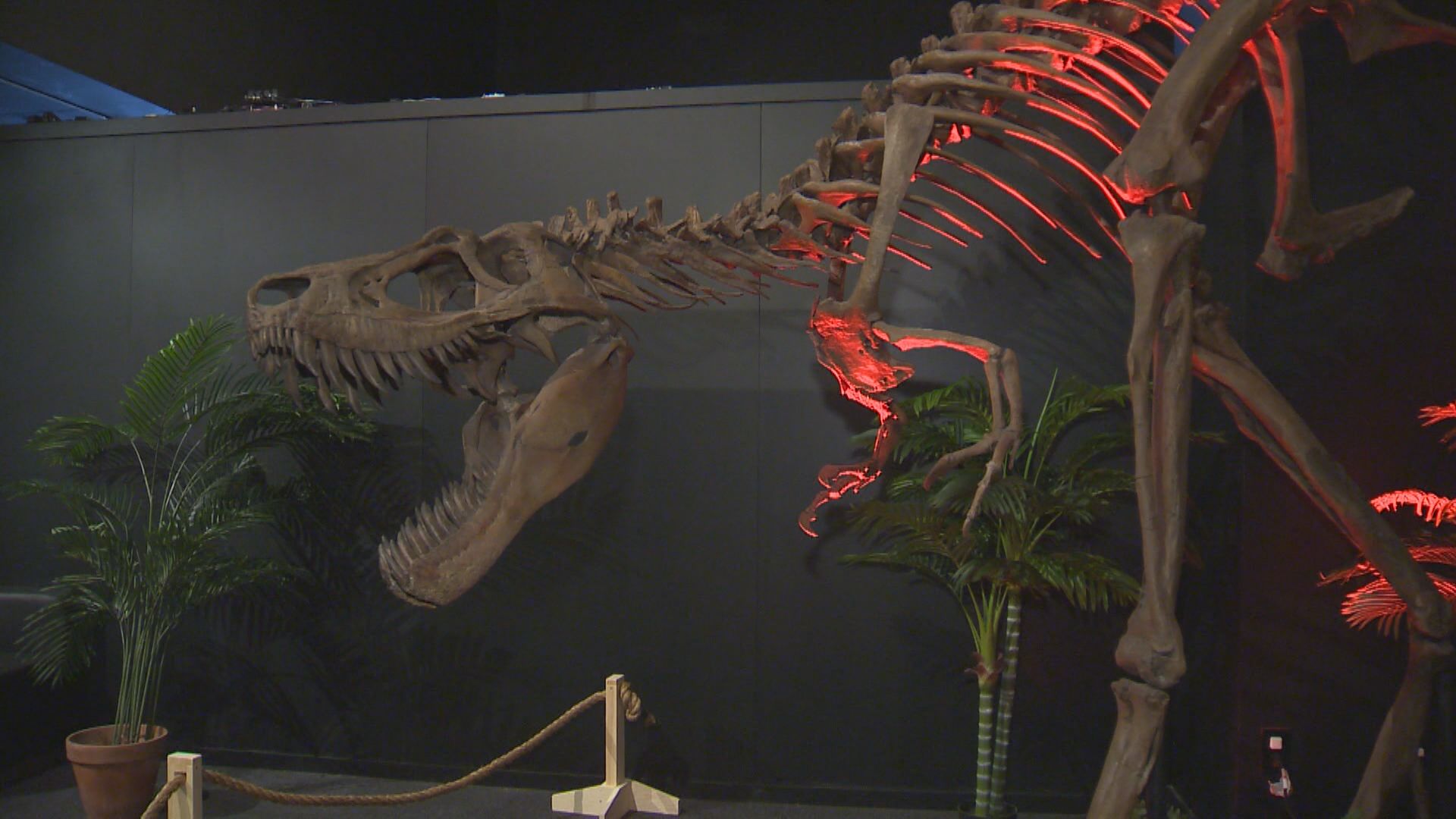 The battle begins;' Nova Scotia Natural History Museum hosts