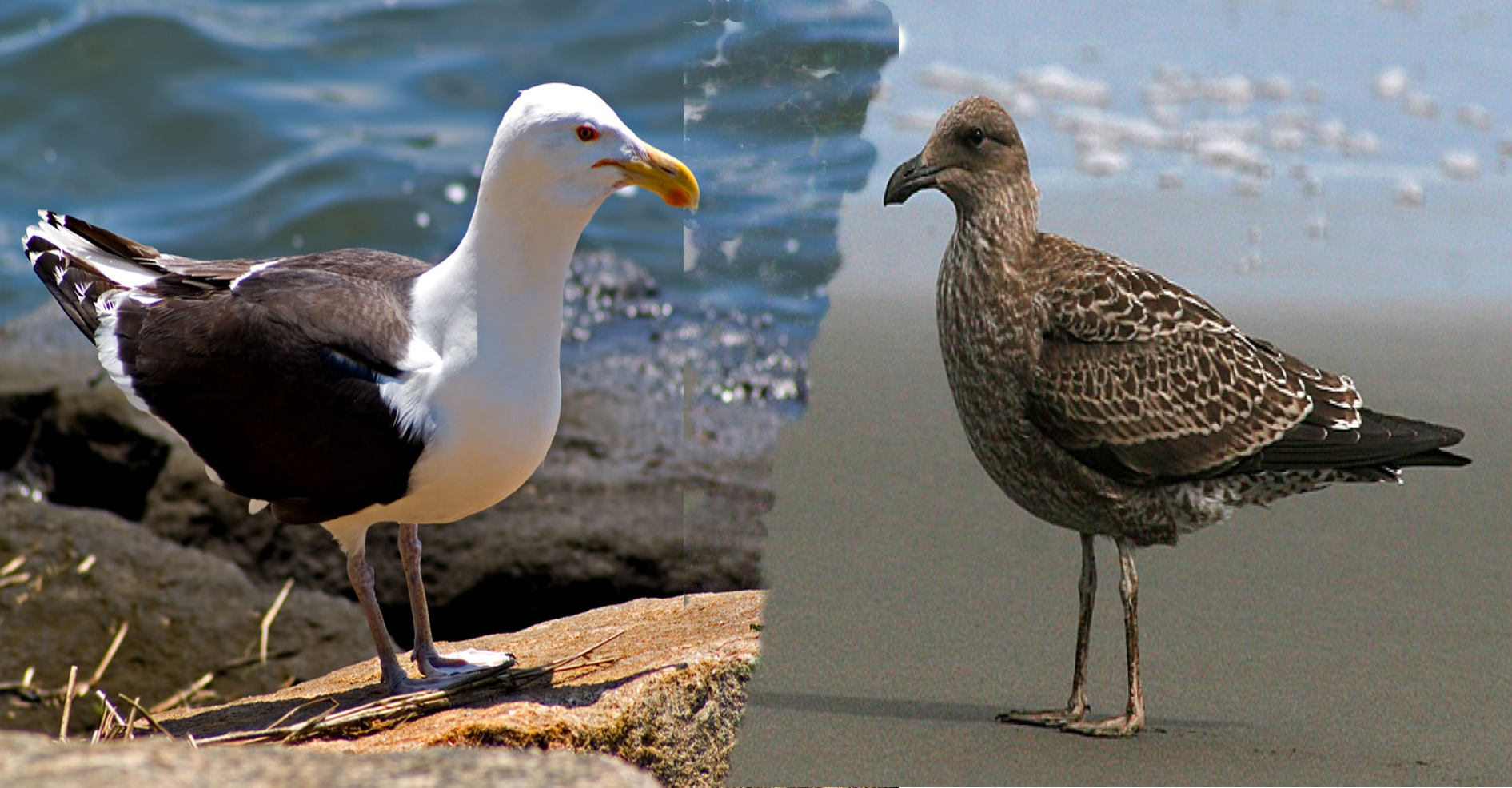 これは同じ種？別の種類？よく見かけるカモメたちの見分け方 | NATURE