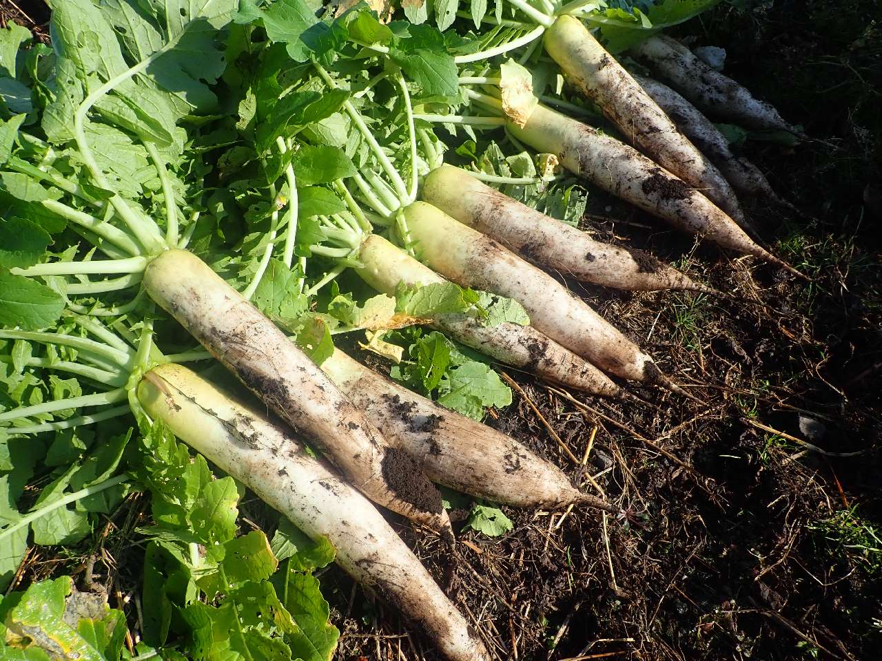 大根の栽培と収穫｜野菜作り | 魚ココロあれば水ココロあり