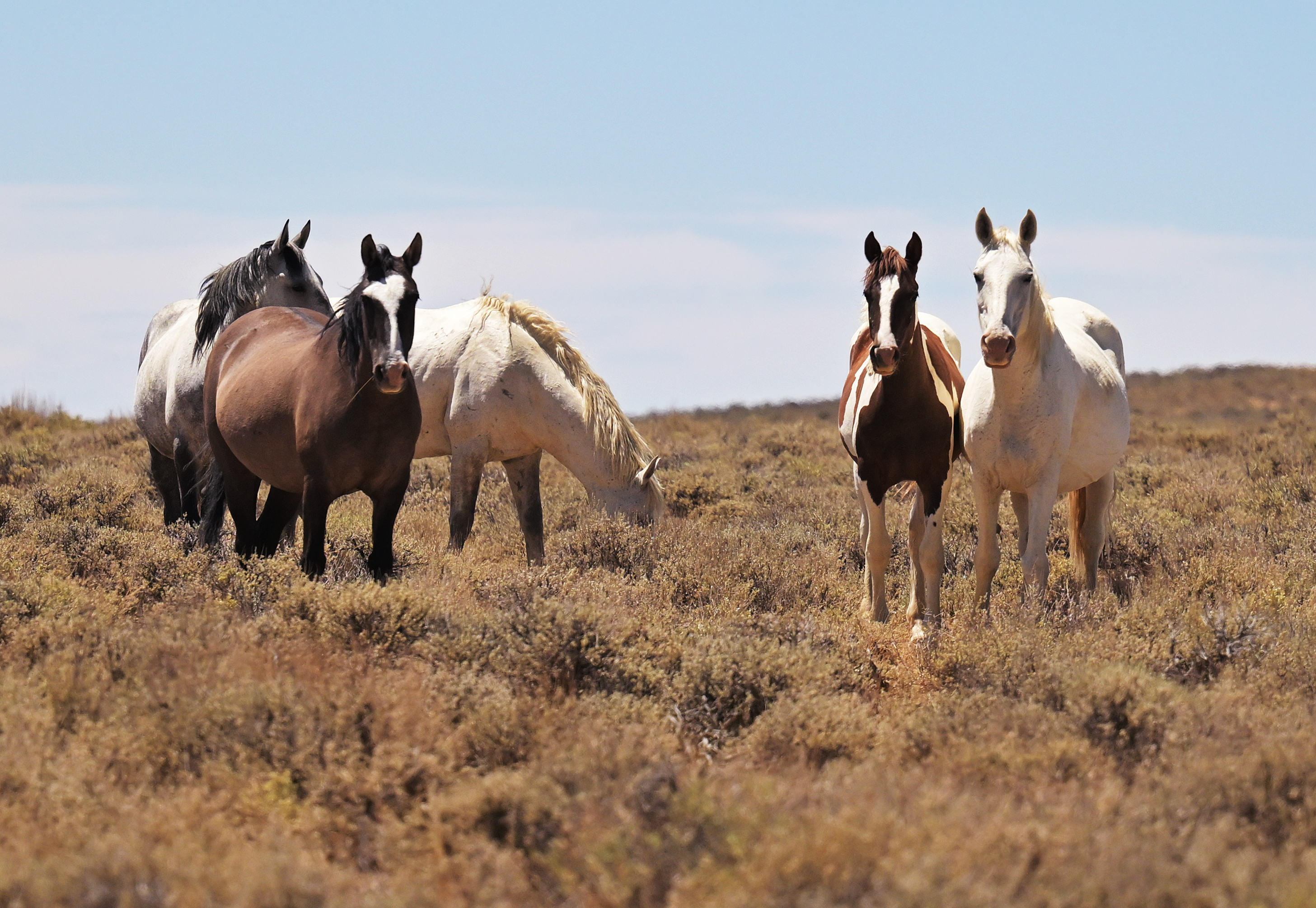 Colorado's wild horse management program expands birth control darting