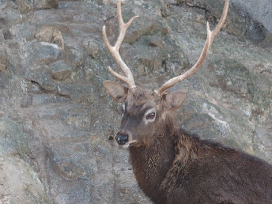 ニホンシカ | 【公式】池田動物園