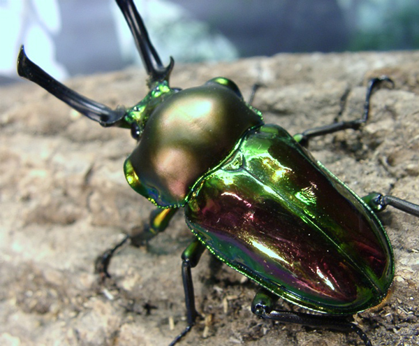 ニジイロクワガタの販売 | モンスター