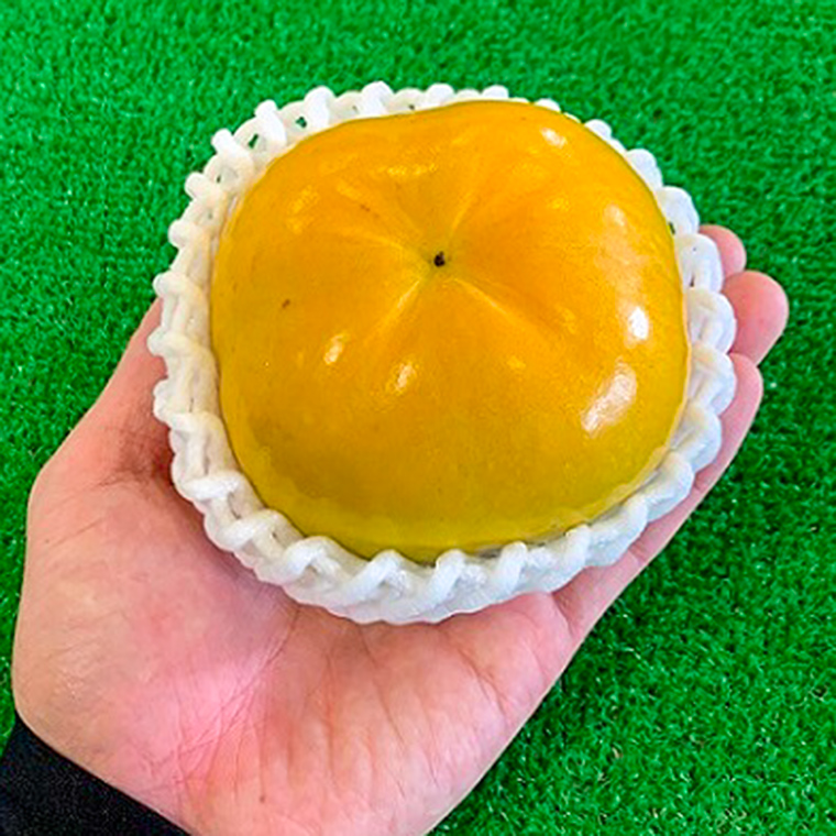 予約販売】太秋柿 （たいしゅう） 10～12玉入り （JA南アルプス