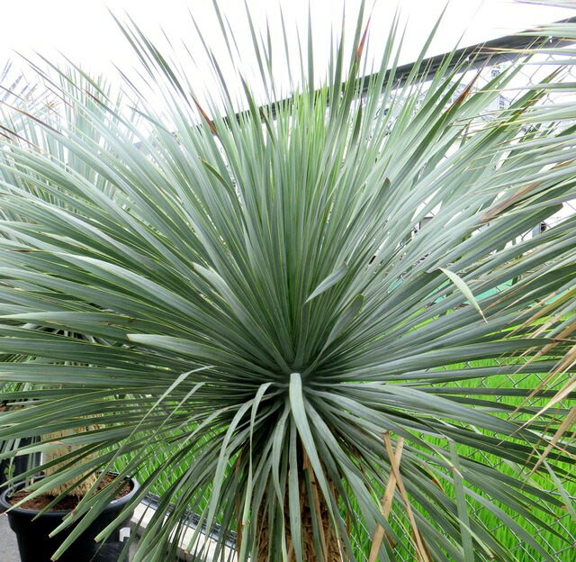 楽天市場】【現品発送】ユッカ リギダ 12号鉢植え H60cm【産直