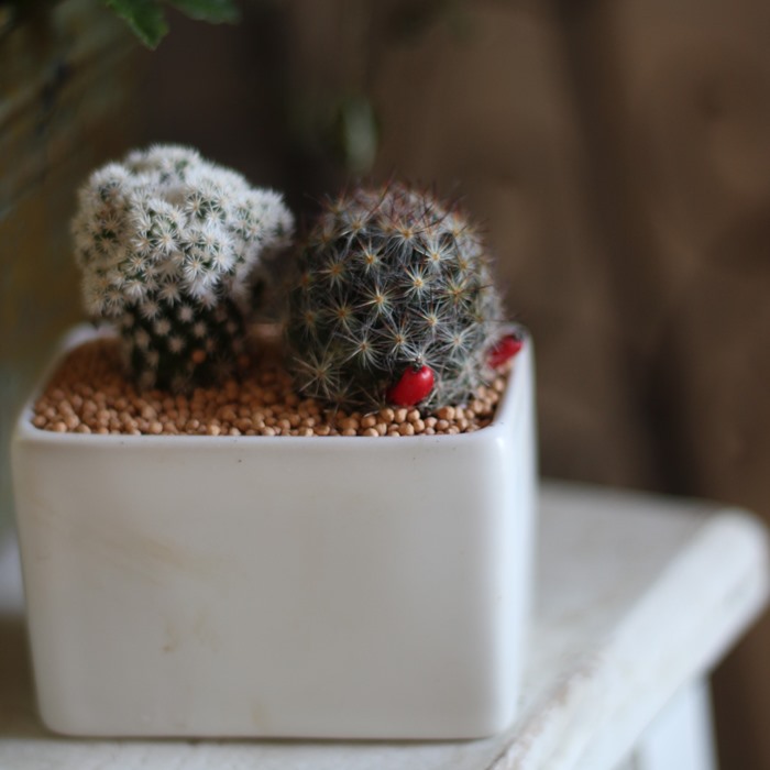 楽天市場】「サボテン 寄せ植え」プチギフト ママ友 陶器鉢 鉢付