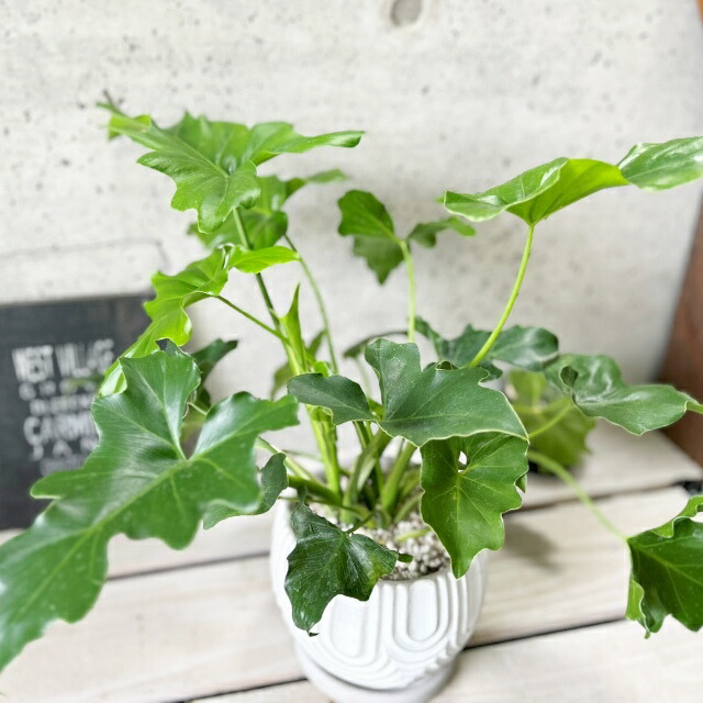 楽天市場】観葉植物【フィロデンドロン属】フィロデンドロン・セローム
