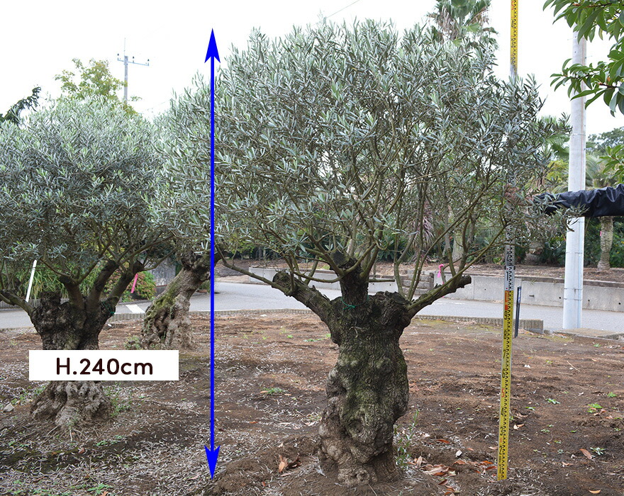 スペインオリーブ 古木 29562k オリーブの木 植木 庭木 シンボルツリー