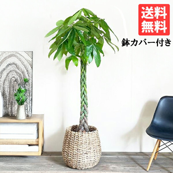 楽天市場】観葉植物 大型 パキラ 10号 法人様送料無料 手編み