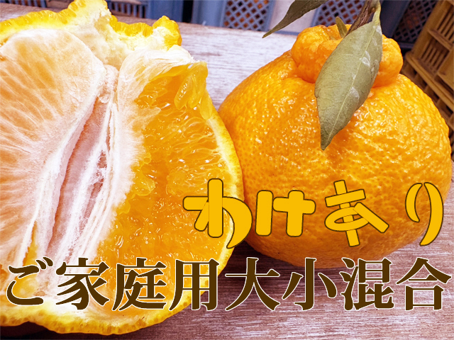 熟デコ （通称不知火・デコポン）わけあり大小混合 家庭用5kg入り