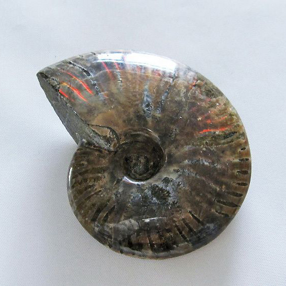 虹入りアンモナイト化石[T485-3007]