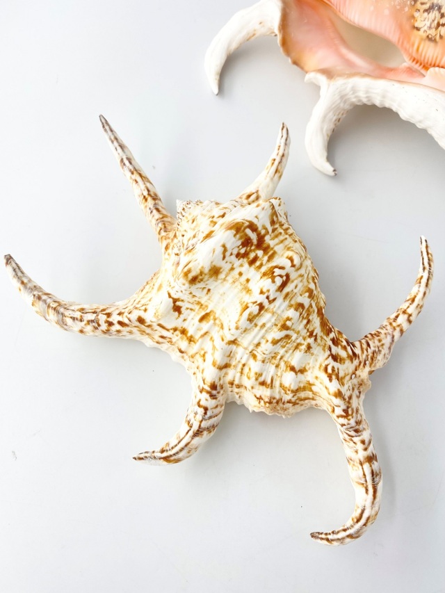 スイジガイ(水字貝)特大【22cm前後/1個】En: Lambis chiragra (size